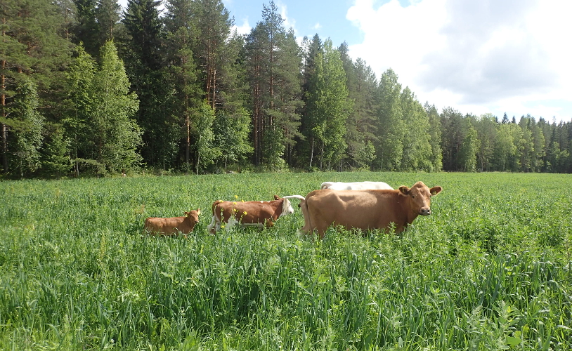 suomenkarjan lehmät