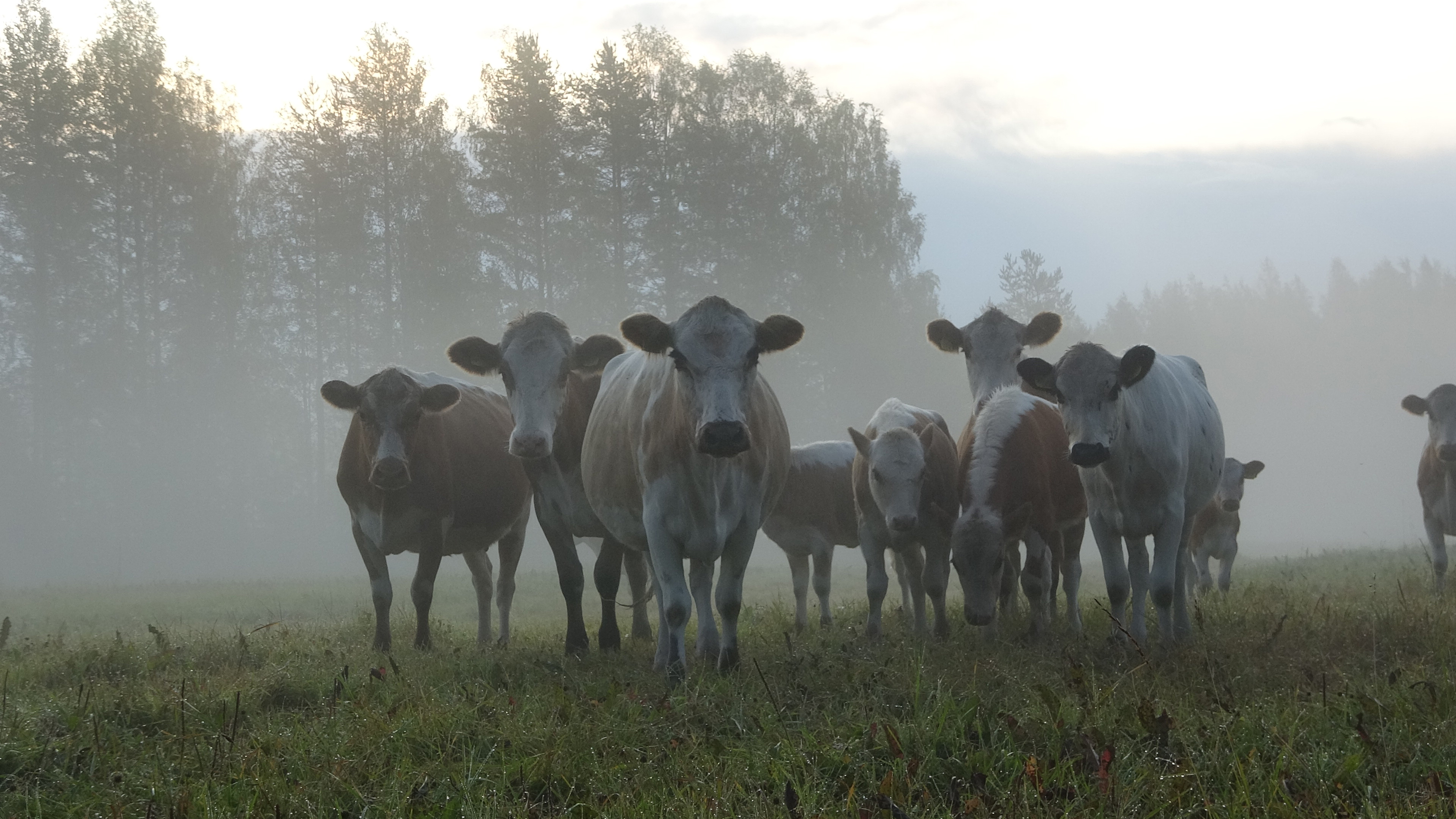 Traditional finnish cows